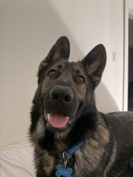 Entry image for Moose. Clicking this image will show a larger photo
