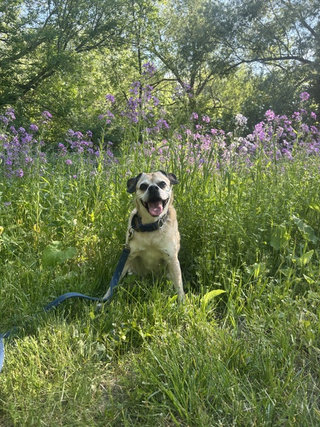 Entry image for Milo. Clicking this image will show a larger photo