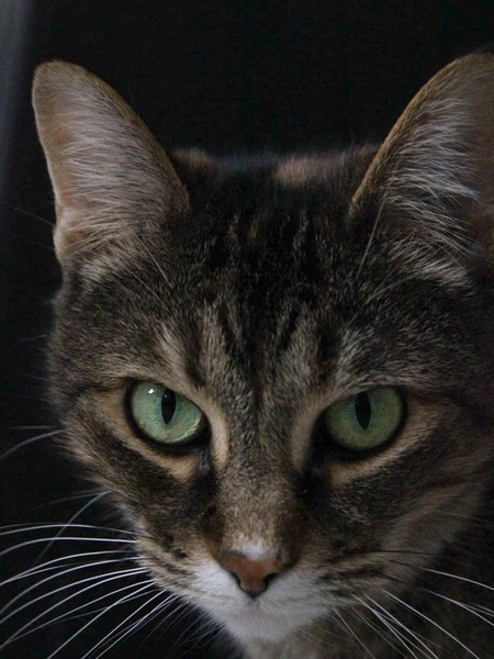 Entry image for Cleo. Clicking this image will show a larger photo