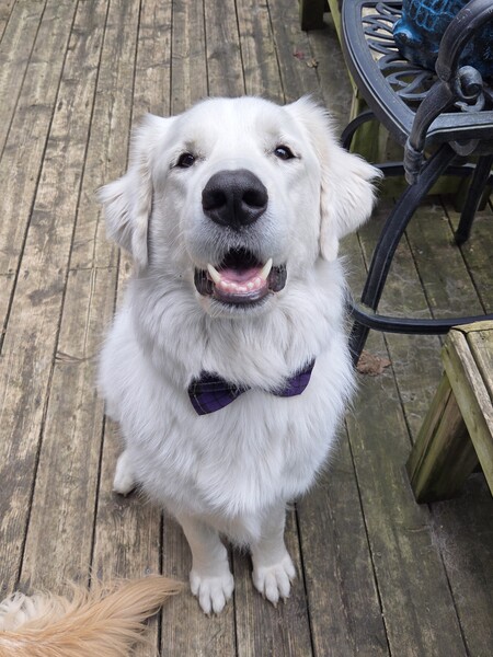 Entry image for Binky. Clicking this image will show a larger photo