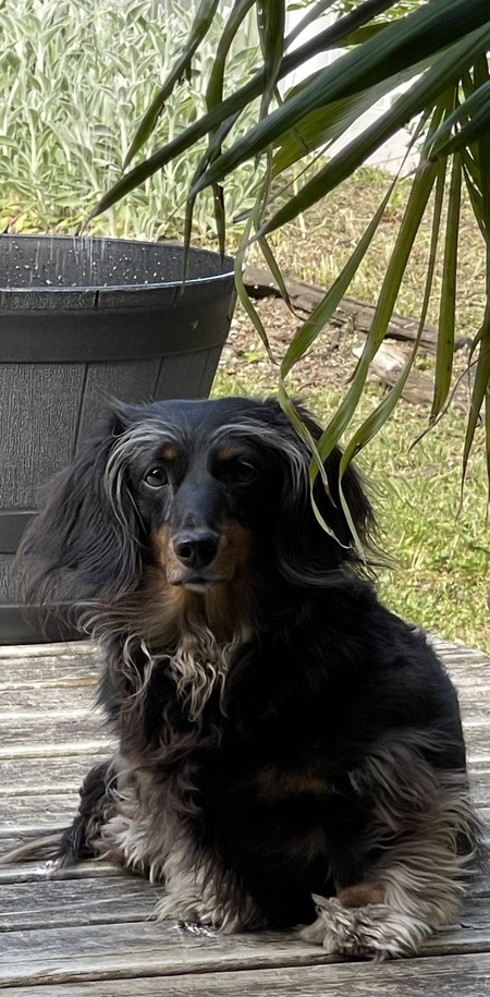 Entry image for Poppy. Clicking this image will show a larger photo