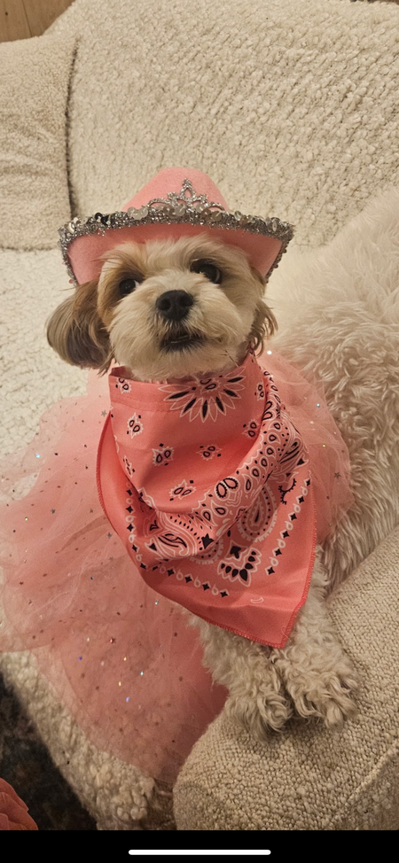 Entry image for Coco . Clicking this image will show a larger photo
