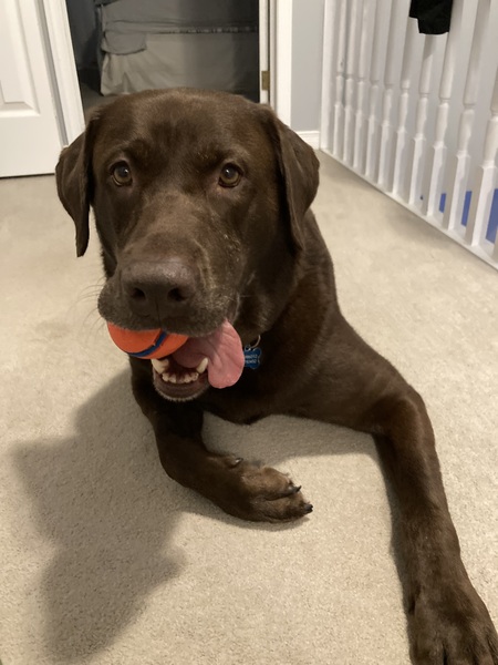 Entry image for Finn. Clicking this image will show a larger photo