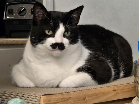Entry image for Molly Mustache. Clicking this image will show a larger photo