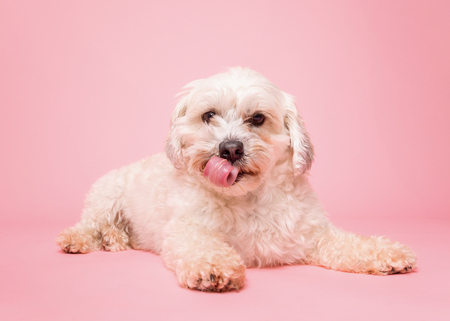 Entry image for Tater. Clicking this image will show a larger photo
