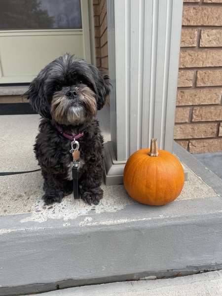 Entry image for Stella. Clicking this image will show a larger photo