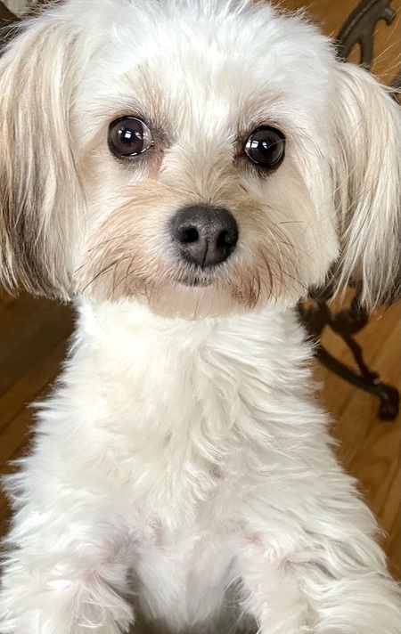 Entry image for Lulu. Clicking this image will show a larger photo