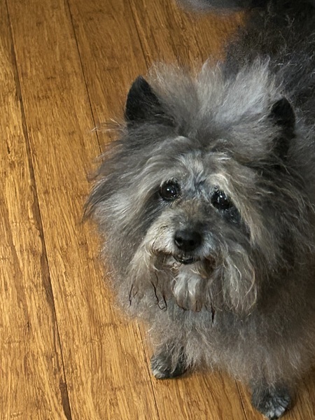 Entry image for Penny. Clicking this image will show a larger photo