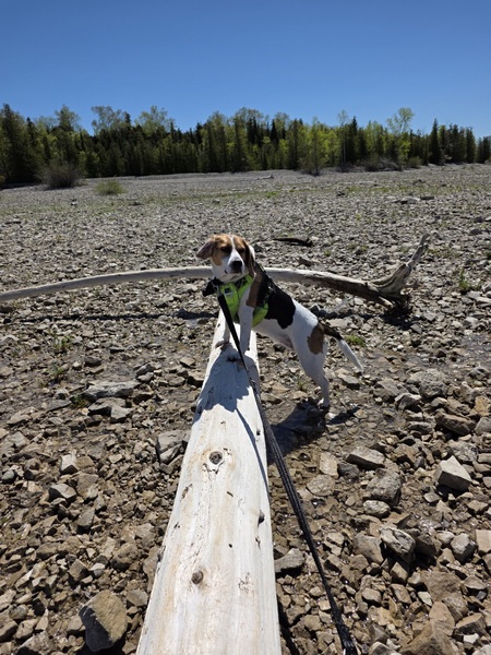 Entry image for Penny. Clicking this image will show a larger photo
