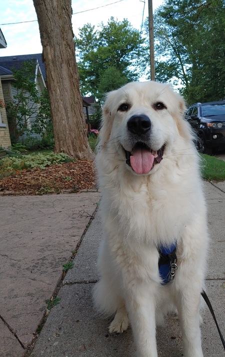 Entry image for Koda William Evans . Clicking this image will show a larger photo