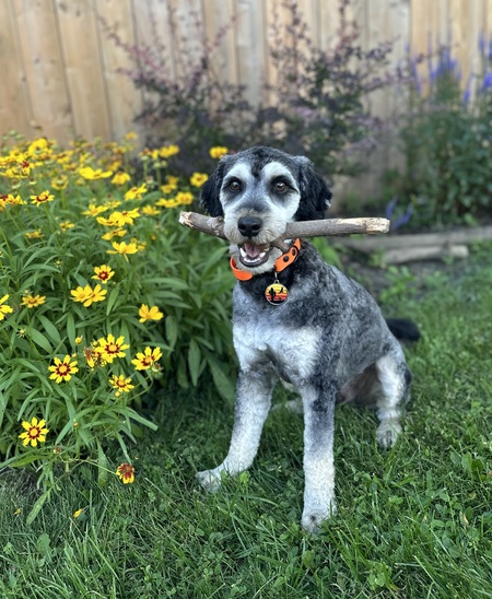 Entry image for Buck. Clicking this image will show a larger photo