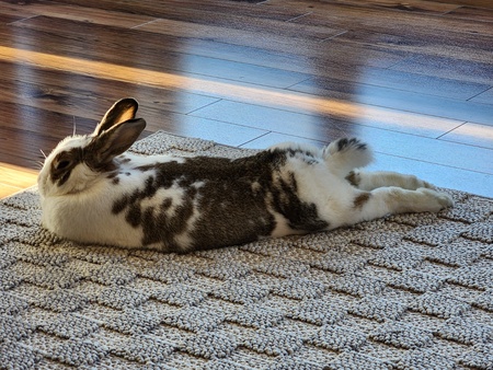 Entry image for Bella. Clicking this image will show a larger photo