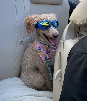 Entry image for Duchess. Clicking this image will show a larger photo