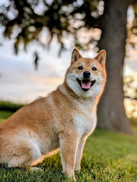 Entry image for Mango. Clicking this image will show a larger photo