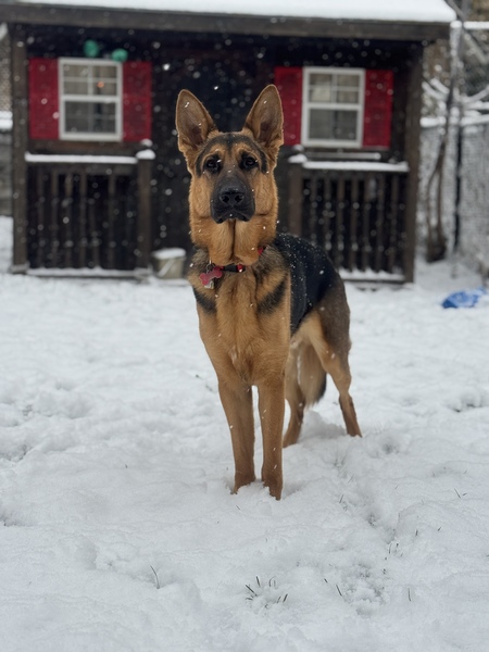 Entry image for Kovu. Clicking this image will show a larger photo