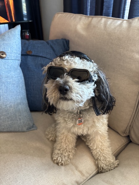 Entry image for Oliver (Ollie). Clicking this image will show a larger photo