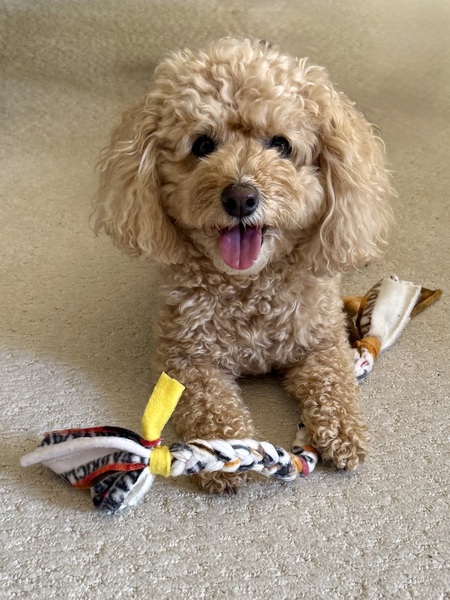Entry image for Molly. Clicking this image will show a larger photo