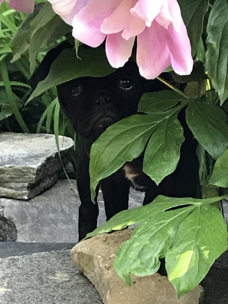Entry image for Ollie. Clicking this image will show a larger photo