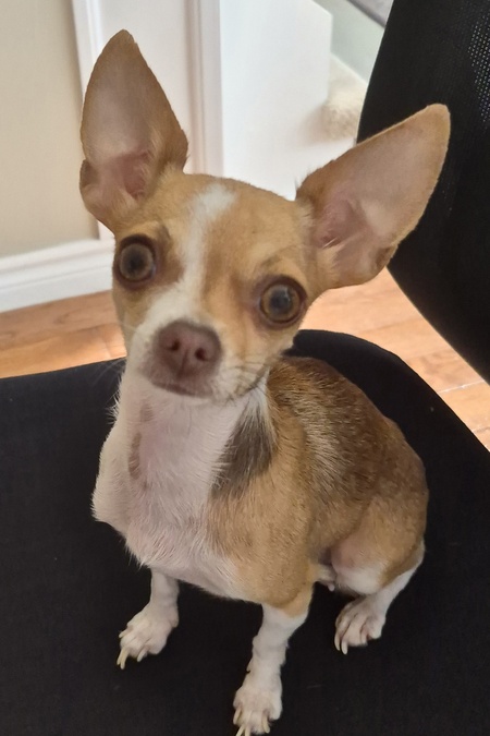 Entry image for Peanut. Clicking this image will show a larger photo