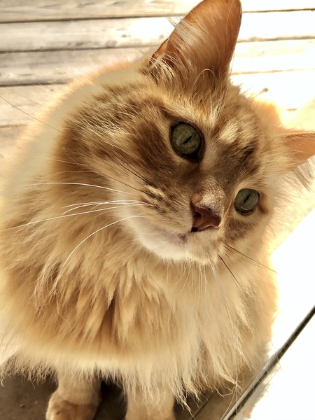 Entry image for Leo. Clicking this image will show a larger photo