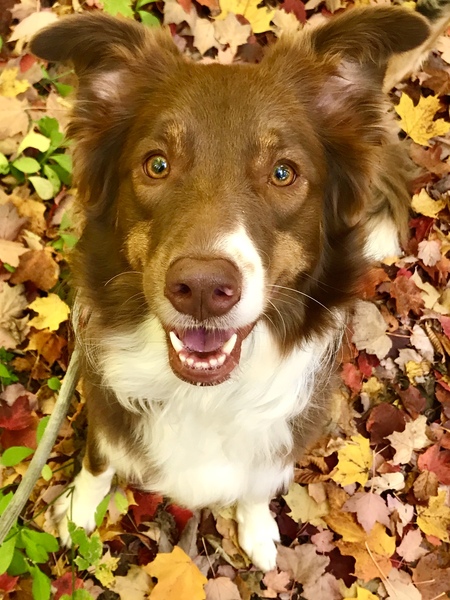 Entry image for Coco. Clicking this image will show a larger photo