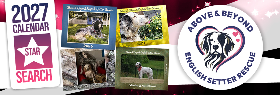 Banner for Above & Beyond English Setter Rescue 2027 Star Search