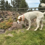 Entry image for Willy