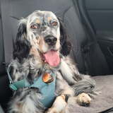 Entry image for Josie
