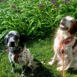 Entry image for Mirka and Freckles Hopple