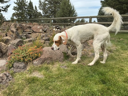 Entry image for Willy. Clicking this image will show a larger photo