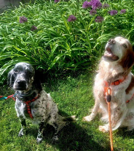 Entry image for Mirka and Freckles Hopple. Clicking this image will show a larger photo