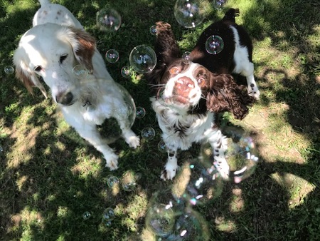 Entry image for Callie & Hobo. Clicking this image will show a larger photo