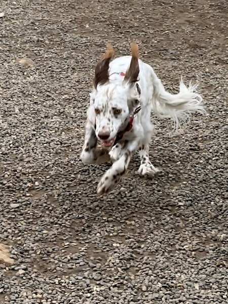 Entry image for Parker. Clicking this image will show a larger photo