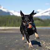 Entry image for Buster