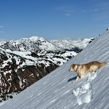 Entry image for Piper