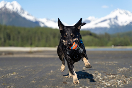 Entry image for Buster. Clicking this image will show a larger photo