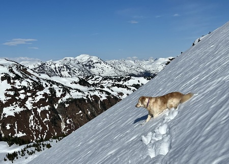 Entry image for Piper. Clicking this image will show a larger photo