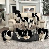 Entry image for TuckerB, Chubby Chcker Amelia Earhart,Targa, Jet, Bubbles, Lewy Armstrong