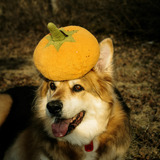 Entry image for Maggie