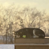 Entry image for Boris