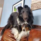 Entry image for Vader and Sammy