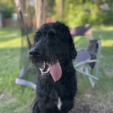 Entry image for Sam