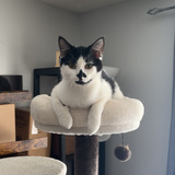 Entry image for Maisie