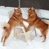 Entry image for Jasper and Tommi