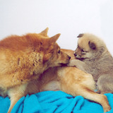 Entry image for Ellie and Puppy