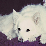 Entry image for Annie