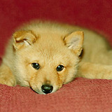 Entry image for Ryker