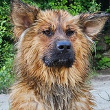 Entry image for Woogie