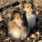 Entry image for Maple and Yoko
