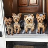 Entry image for Oscar; Noah; Austin; Johnny